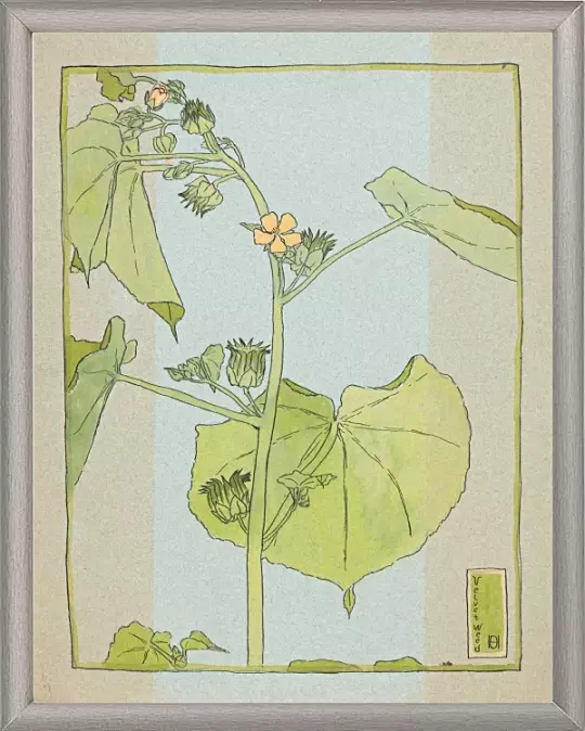 Fløjlsurt - 1915