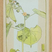 Fløjlsurt - 1915