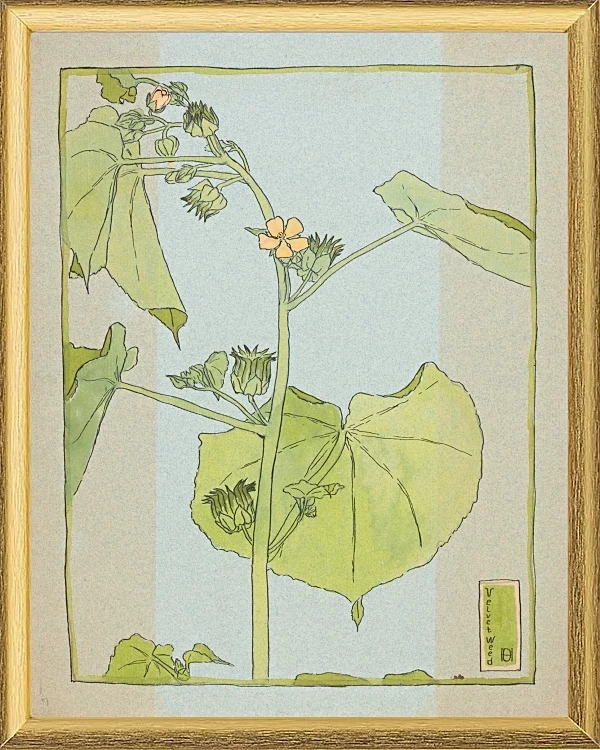 Fløjlsurt - 1915