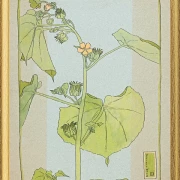 Fløjlsurt - 1915