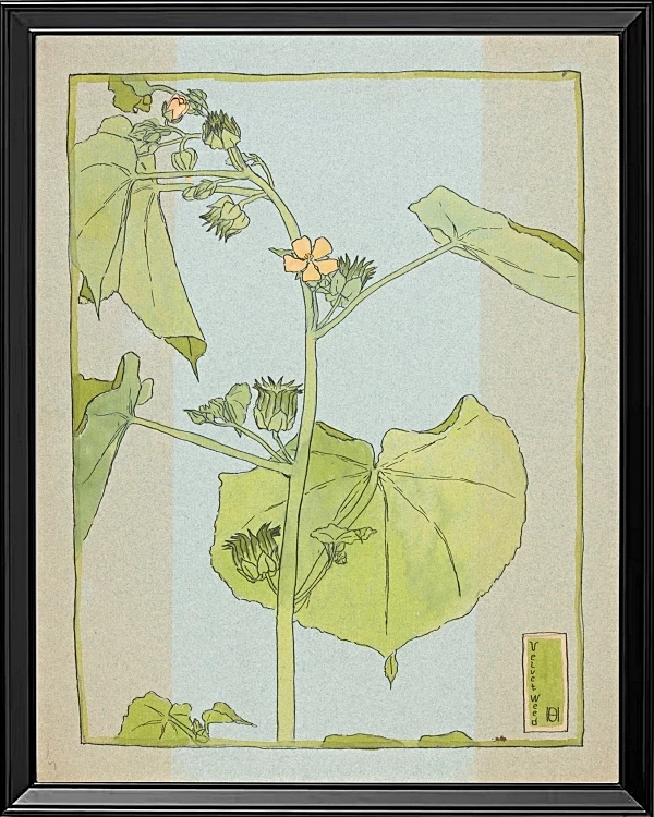 Fløjlsurt - 1915