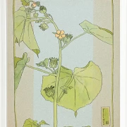 Fløjlsurt - 1915