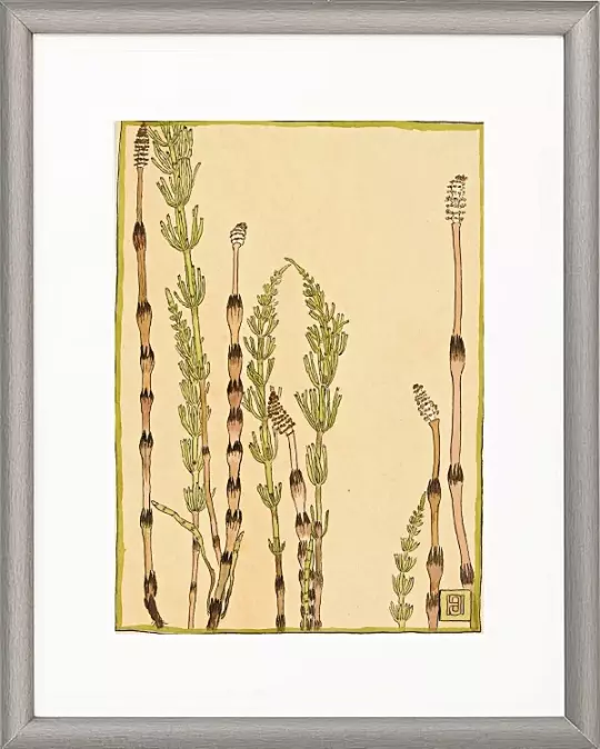 Schachtelhalm - 1915