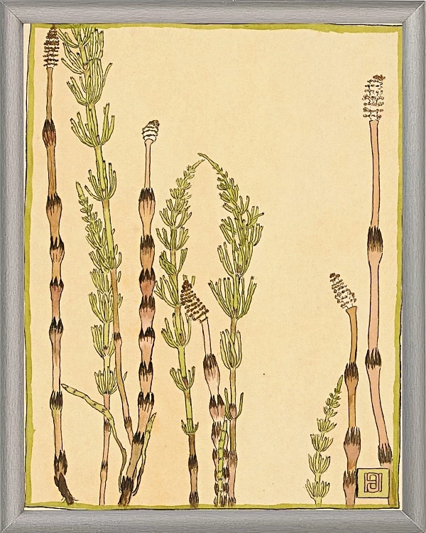 Padderokke - 1915