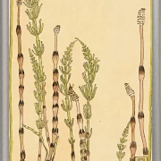 Padderokke - 1915