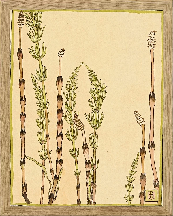 Padderokke - 1915