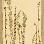 Padderokke - 1915
