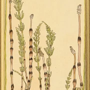 Padderokke - 1915