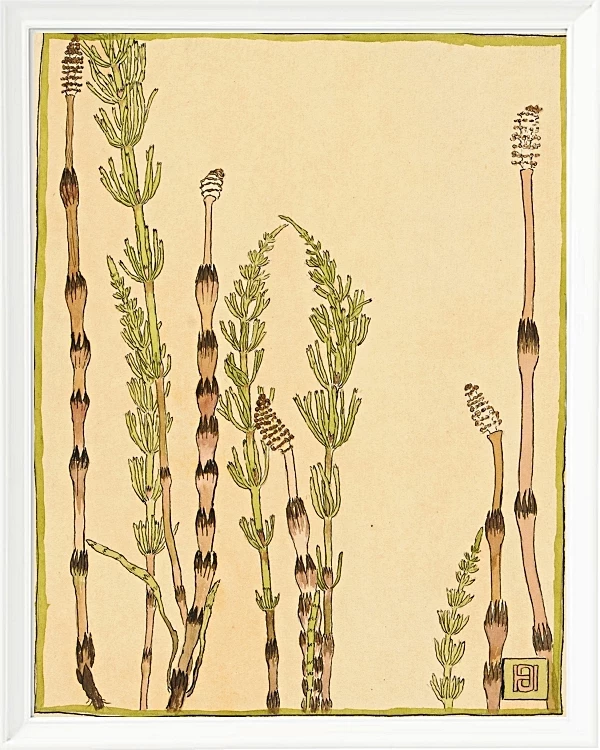 Padderokke - 1915