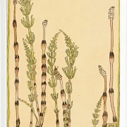 Padderokke - 1915