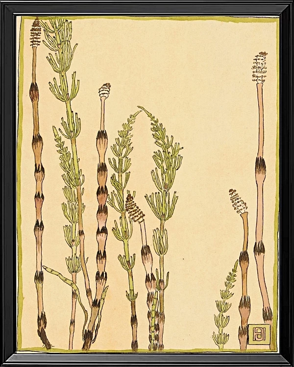 Padderokke - 1915