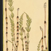 Padderokke - 1915