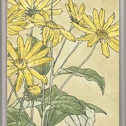 Solsikker - 1915