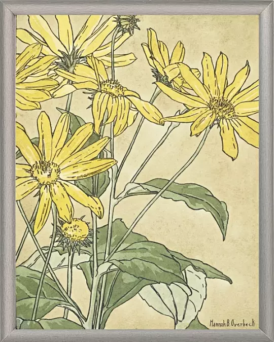 Solsikker - 1915