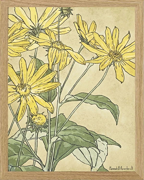 Solsikker - 1915