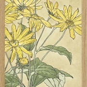 Solsikker - 1915