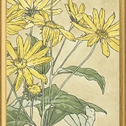 Solsikker - 1915