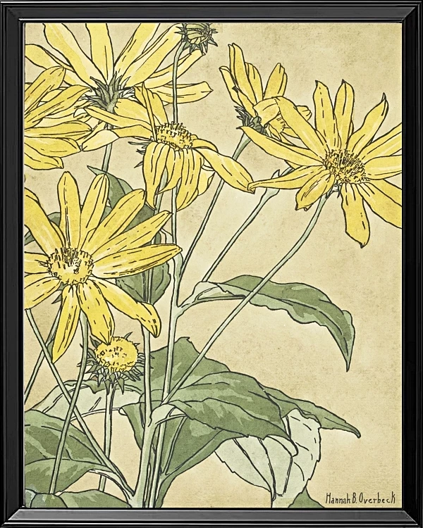 Solsikker - 1915