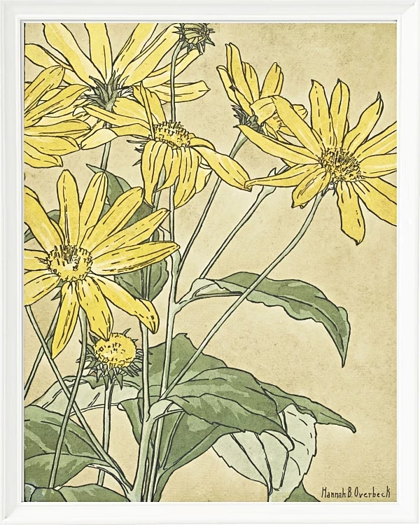 Solsikker - 1915