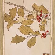 Stechpalme - 1915