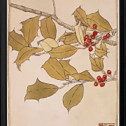 Stechpalme - 1915