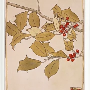 Stechpalme - 1915