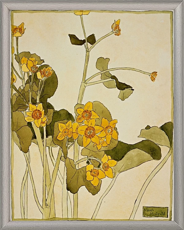 Sumpfdotterblume - 1915