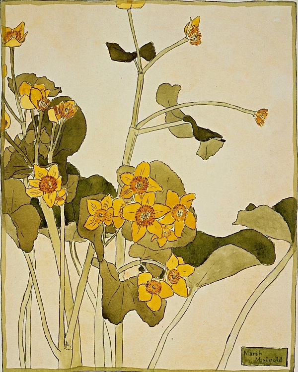 Sumpfdotterblume - 1915