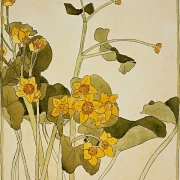 Sumpfdotterblume - 1915