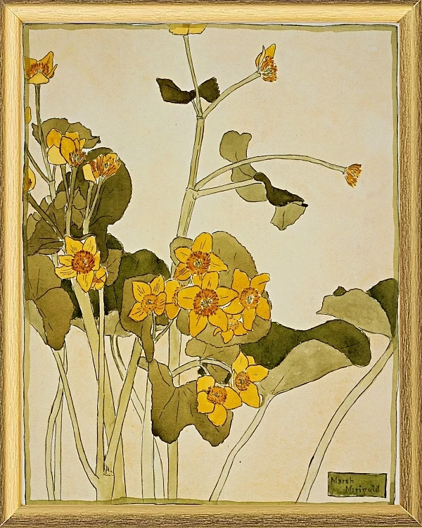Sumpfdotterblume - 1915