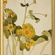Sumpfdotterblume - 1915