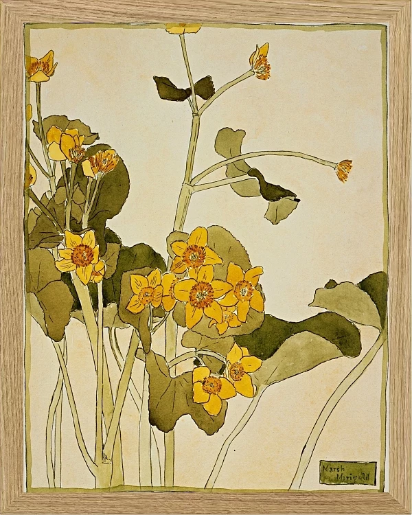 Sumpfdotterblume - 1915