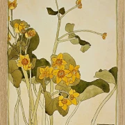 Sumpfdotterblume - 1915