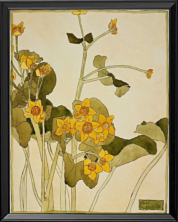 Sumpfdotterblume - 1915