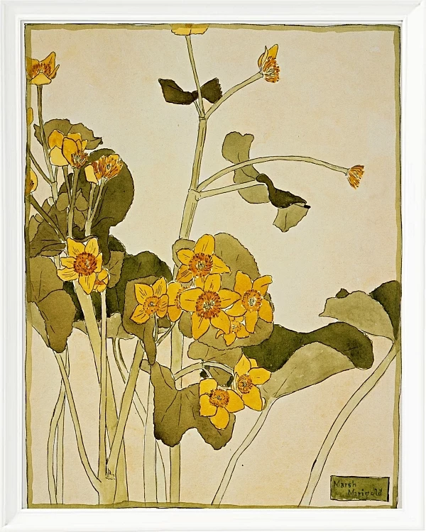 Sumpfdotterblume - 1915