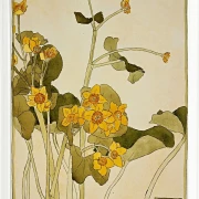 Sumpfdotterblume - 1915