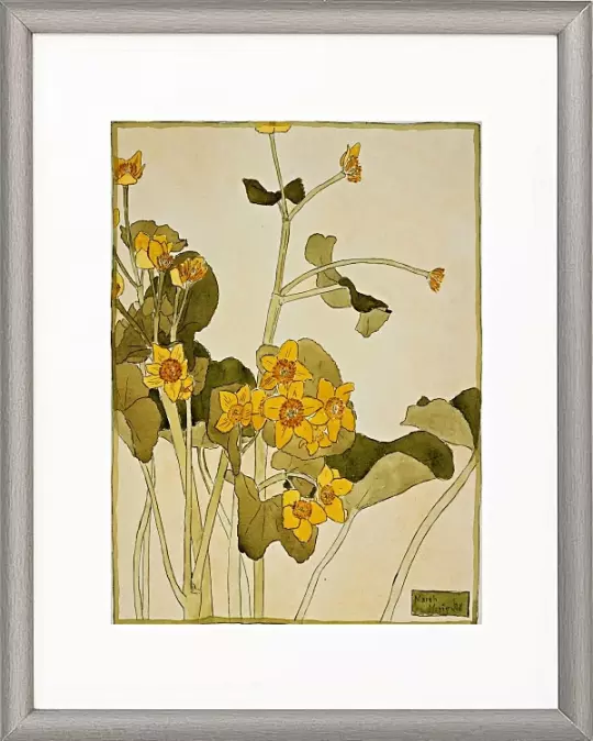 Sumpfdotterblume - 1915