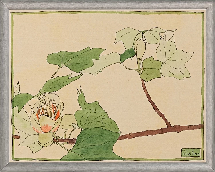 Tulipantræ - 1915