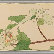 Tulipantræ - 1915