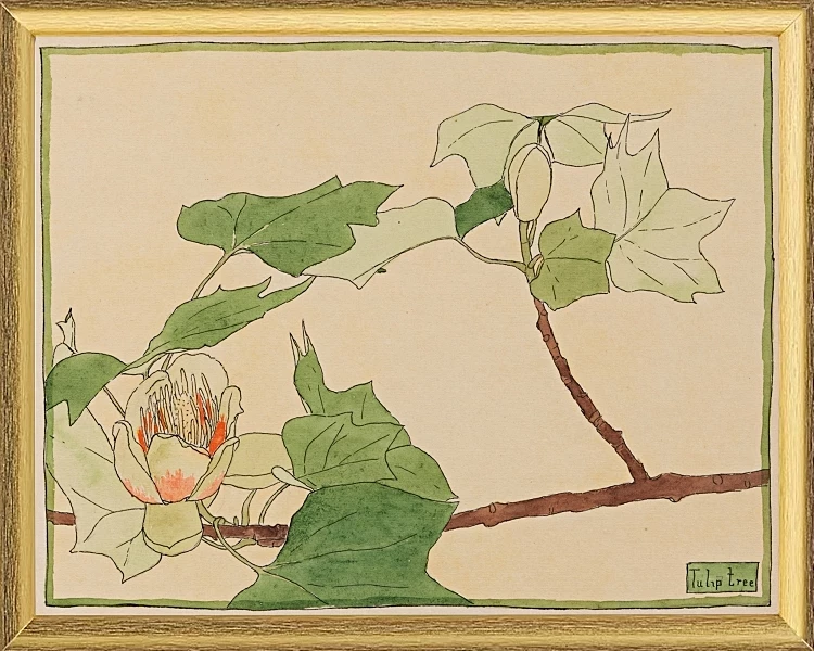 Tulipantræ - 1915