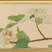 Tulipantræ - 1915