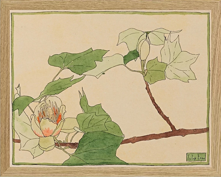 Tulipantræ - 1915
