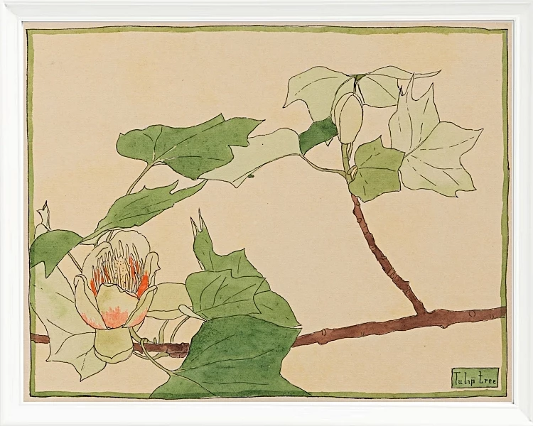 Tulipantræ - 1915