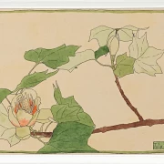 Tulipantræ - 1915