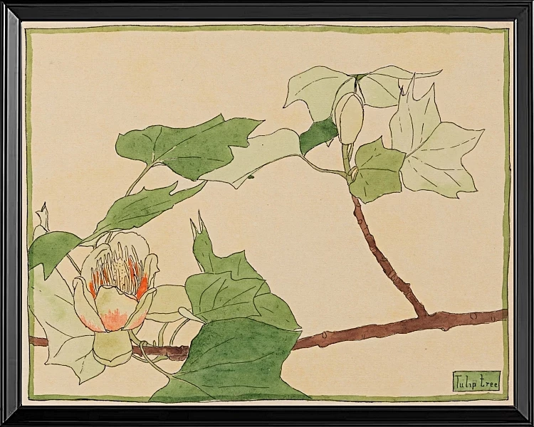 Tulipantræ - 1915
