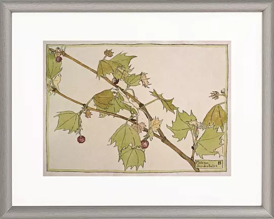 Westlicher Bergahorn - 1915