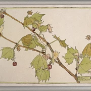 Vestlige Ahorn - 1915