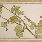 Vestlige Ahorn - 1915