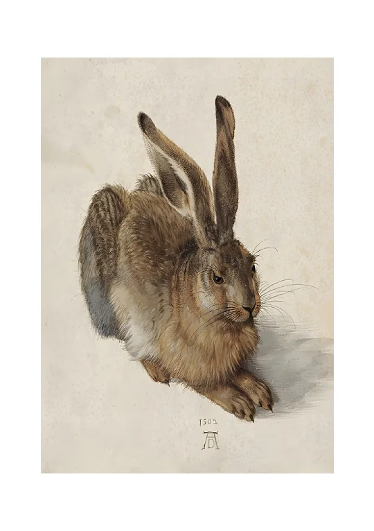 Albrecht D&uuml;rer - En ung hare